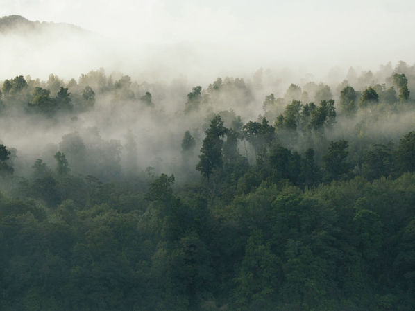 Ein Wald auf dem Nebel liegt, symbolisch für Paradors Einsatz für die Umwelt